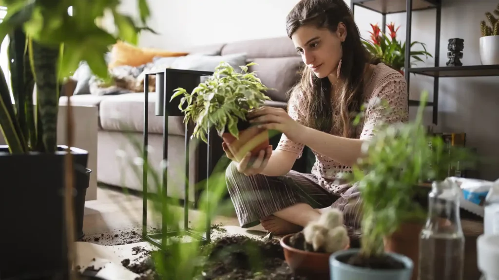 Utiliza humidificadores de plantas