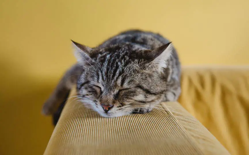 Cuál es la temperatura corporal normal de un gato