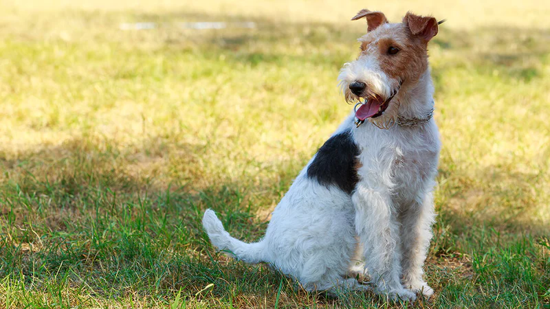 La importancia de conocer la edad de tu perro