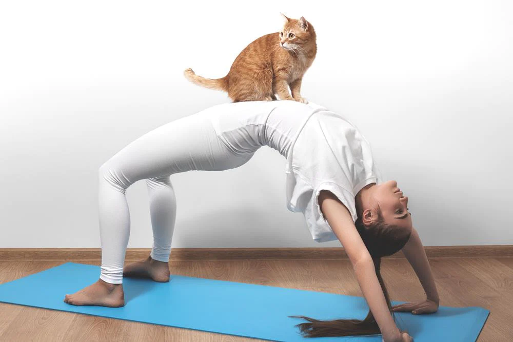 EL YOGA PARA GATOS EN LA SOCIEDAD ACTUAL