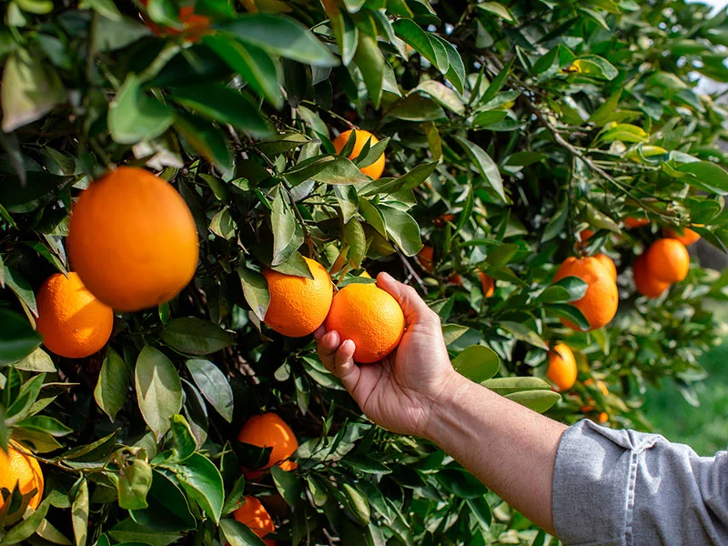 Naranjas