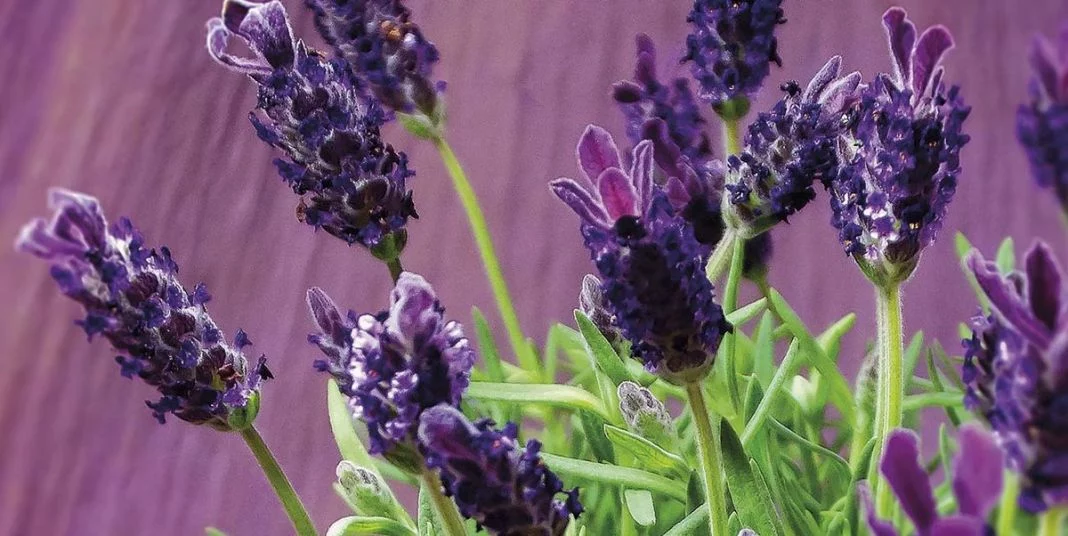 LAVANDA: MÉTODOS DE USO