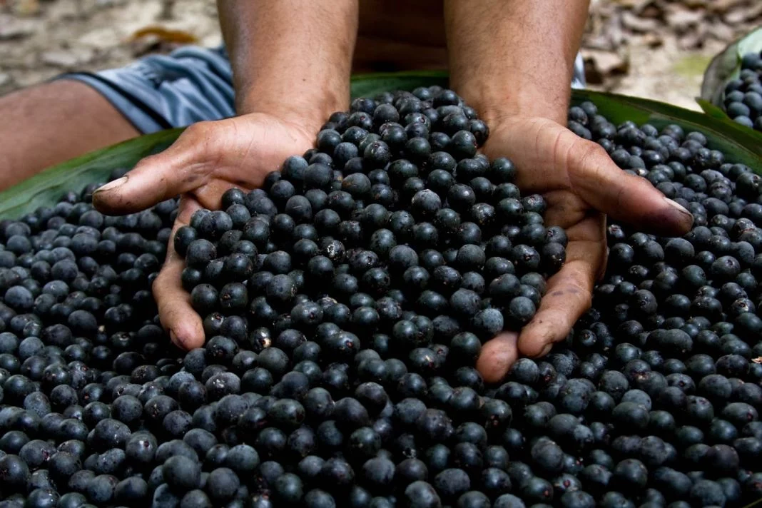 EL AÇAÍ COMO PARTE DE UN ESTILO DE VIDA SALUDABLE