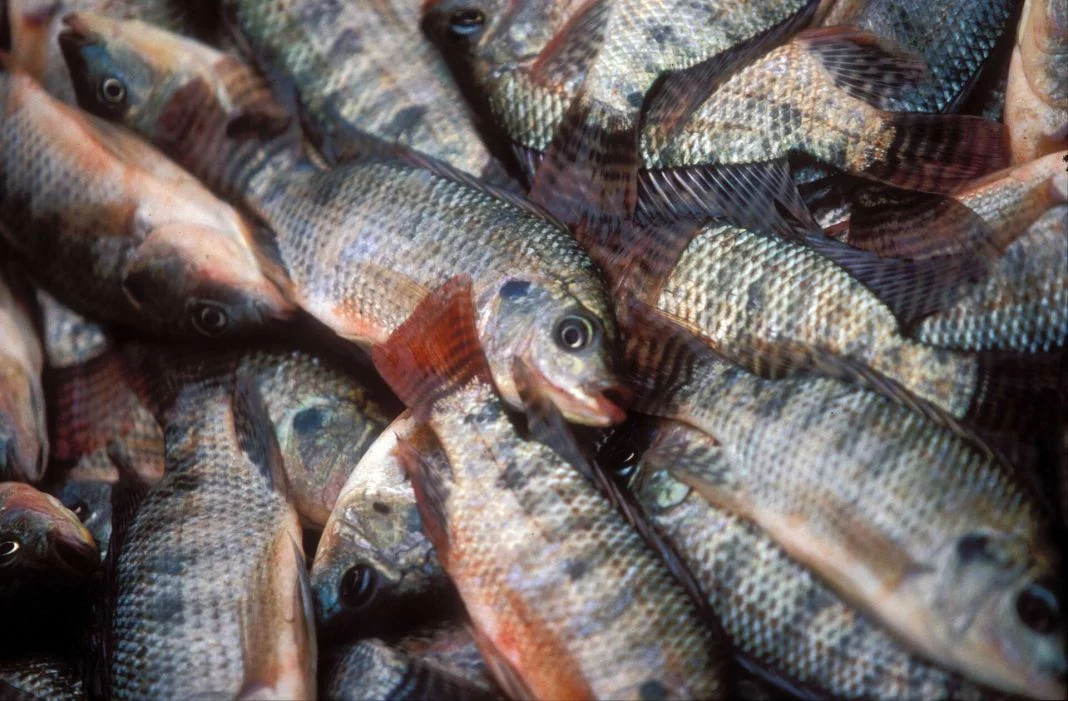 LA TILAPIA: UNA ALTERNATIVA POPULAR CON AVENTAJAS Y RIESGOS