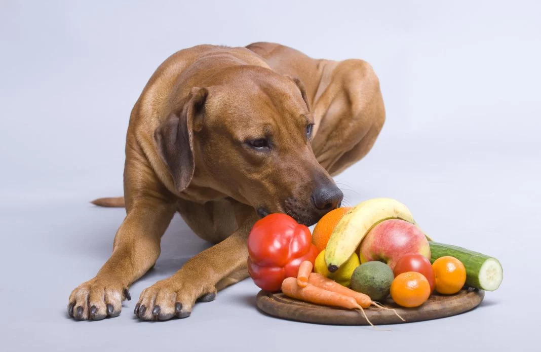 FRUTAS QUE DEBES EVITAR PARA PROTEGER A TU PERRO