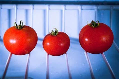 LA IMPORTANCIA DE LA TEMPERATURA EN LA CONSERVACIÓN DEL TOMATE