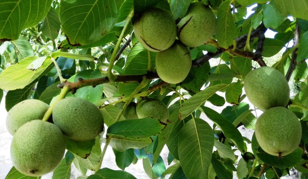 EL IMPACTO DEL NOGAL EN OTRAS PLANTAS