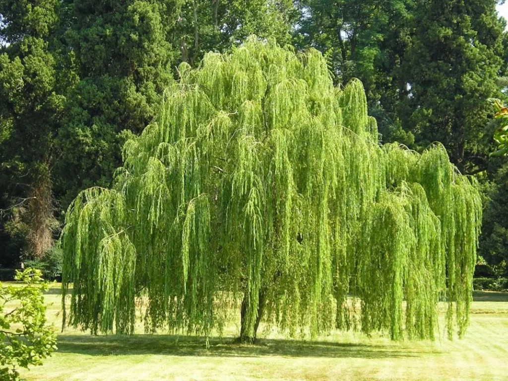 ALTERNATIVAS AL NOGAL EN EL JARDÍN