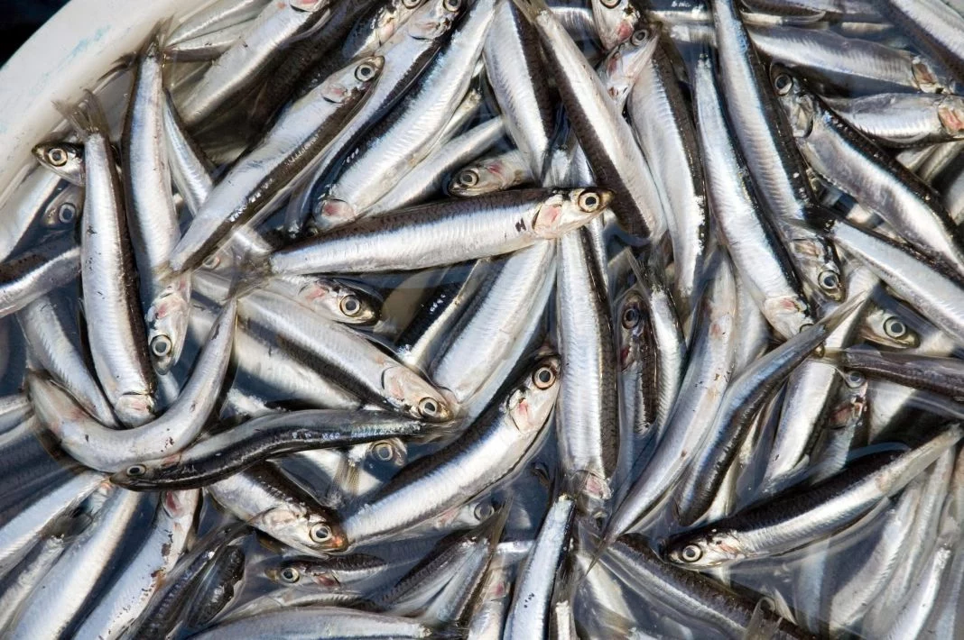 LAS PROPIEDADES NUTRICIONALES DE LA ANCHOA: UN TESORO DEL MAR