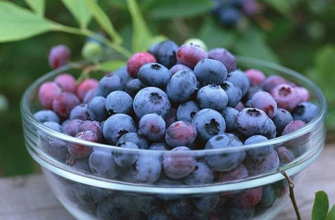 LA FUERZA DE LOS ARÁNDANOS: ANTIOXIDANTES PARA UN CUERPO VITAL