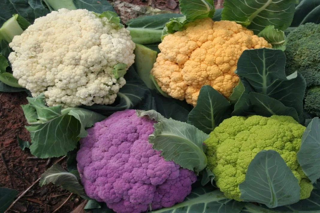 DISFRUTANDO DE LA VERSATILIDAD DE LA COLIFLOR EN COCINA