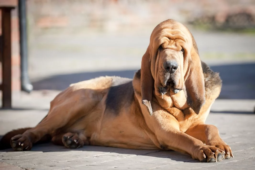 CARACTERÍSTICAS DEL SAN HUBERTO: UN PERRO AMIGABLE PERO POTENCIALMENTE INQUIETANTE