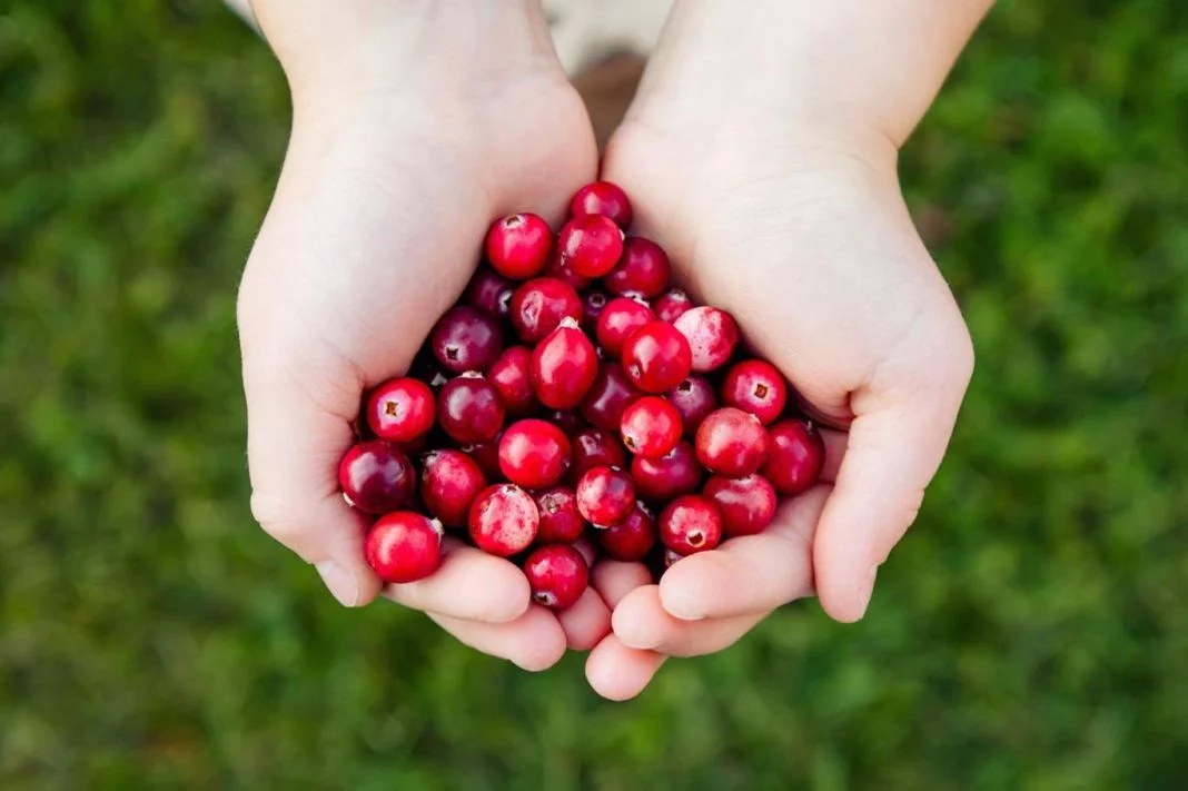 LOS ARÁNDANOS ROJOS: PEQUEÑOS FRUTOS CON GRANDES BENEFICIOS