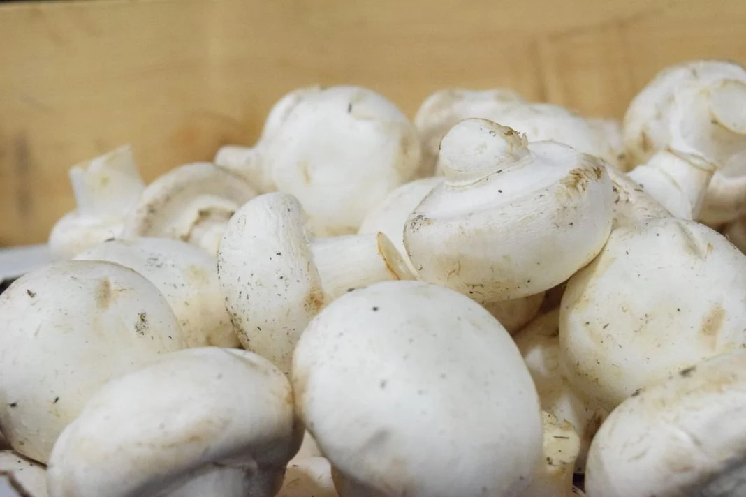 LOS INGREDIENTES CLAVE DE LA FRITTATA DE CHAMPIÑONES Y TOMATES CHERRY