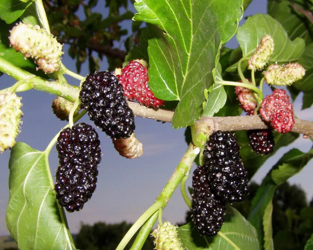 RECOMENDACIONES PARA INCORPORAR MORAS EN TU VIDA DIARIA