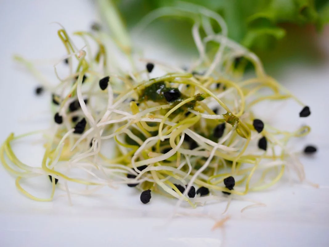 BROTES DE ALFALFA: EL PEQUEÑO TESORO NUTRICIONAL