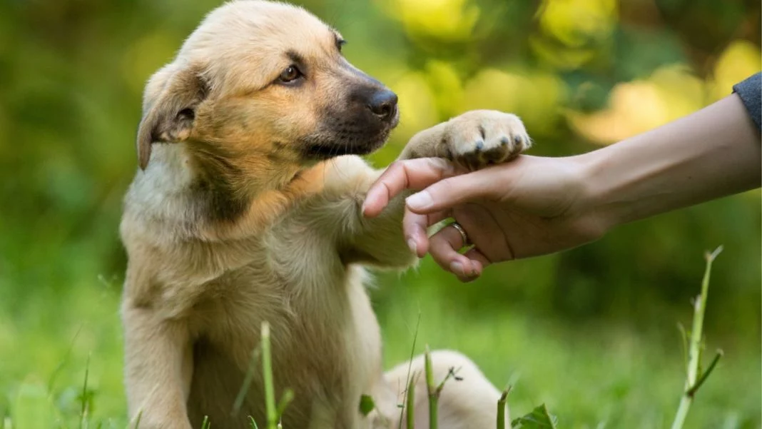 LAS CINCO PALABRAS QUE TU PERRO ENTIENDE (PERO NO QUIERE DEMOSTRAR)