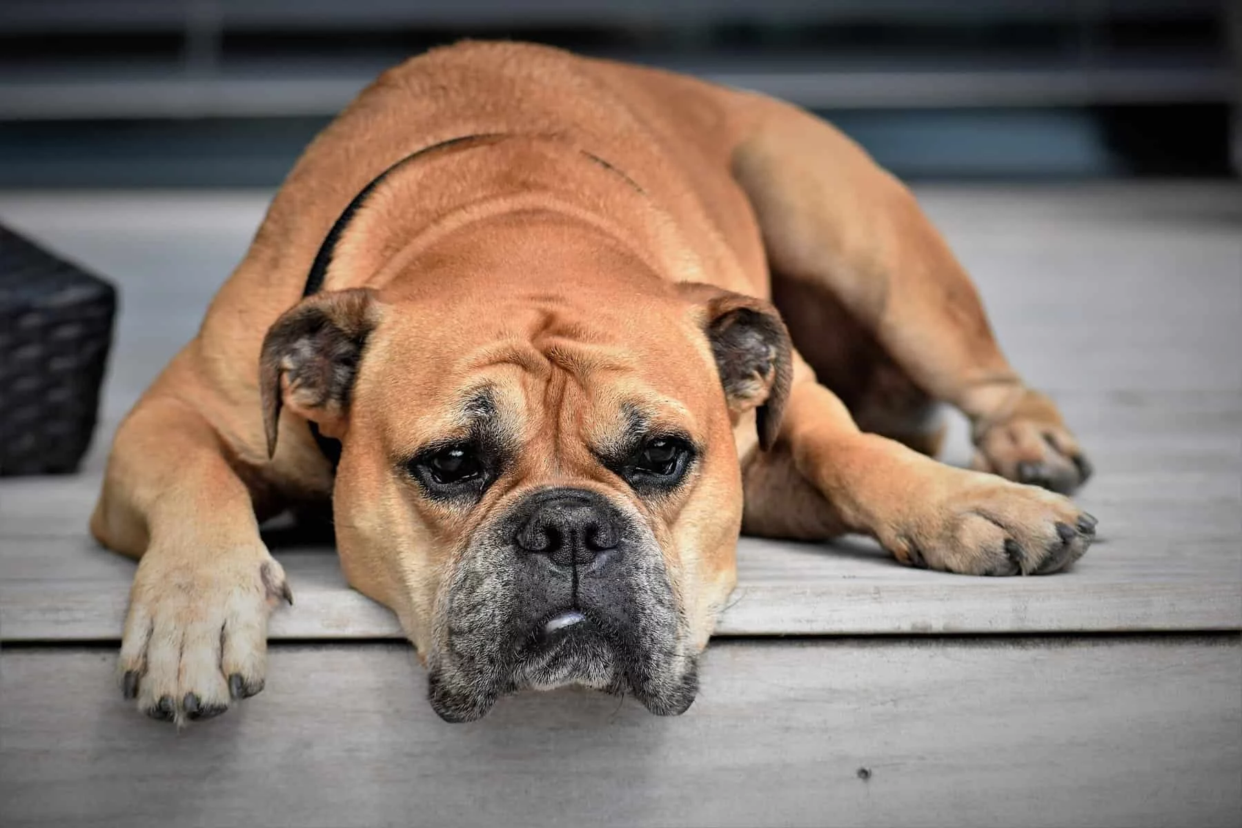 LA RAZÓN DETRÁS DEL SILENCIO CANINO: MANIPULACIÓN O ESTRATEGIA?