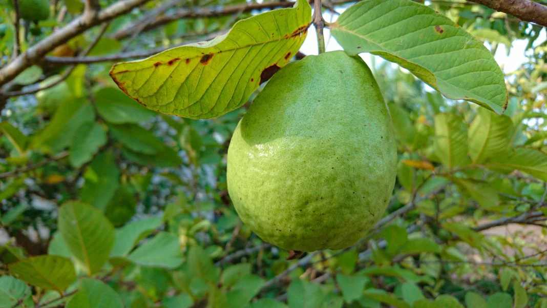 DESCUBRE EL SECRETO DE UN DESCANSO REPARADOR CON GUAYABA