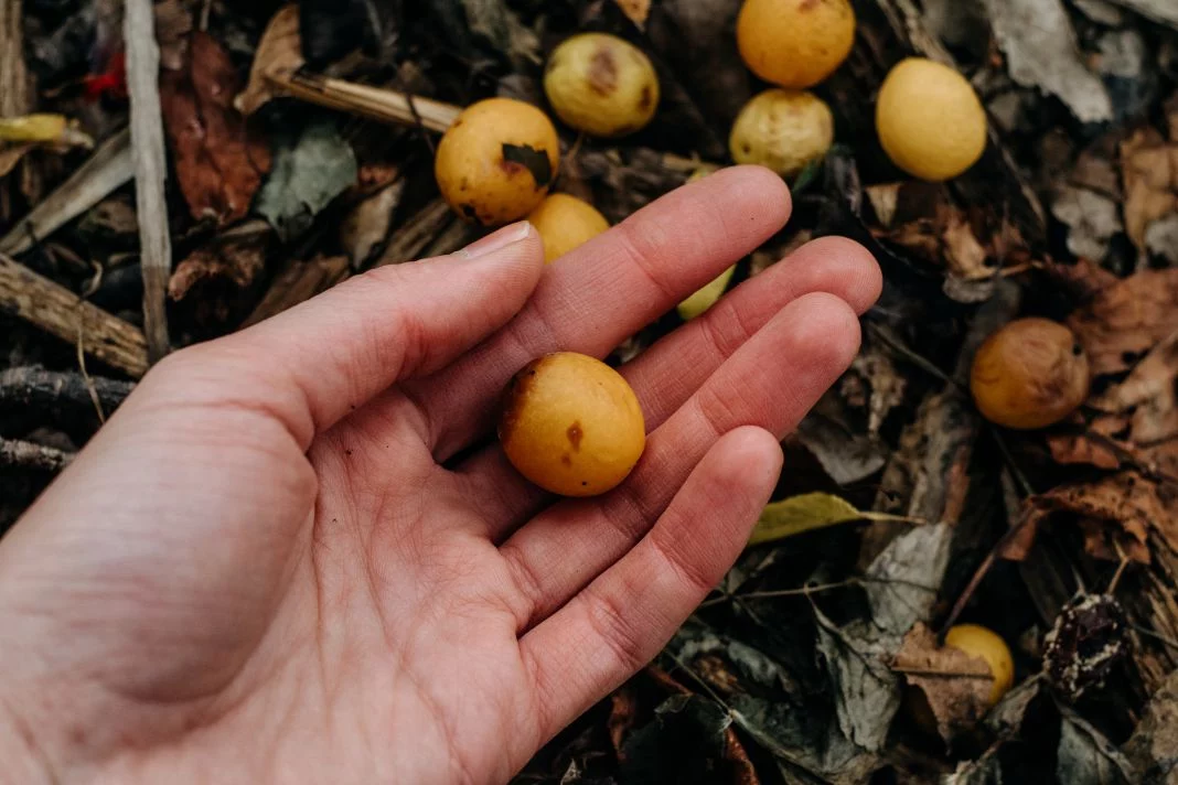 EL NANCHE EL ORO AMARILLO: UN ALIMENTO FUNCIONAL CONTRA EL ENVEJECIMIENTO PREMATURO